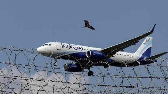 indigo-2