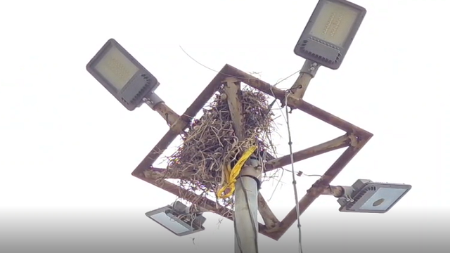 led-scam