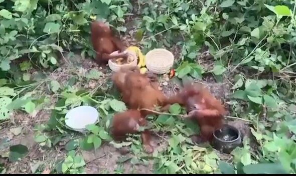 orangutan-2