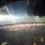 snake-1