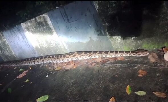 snake-1