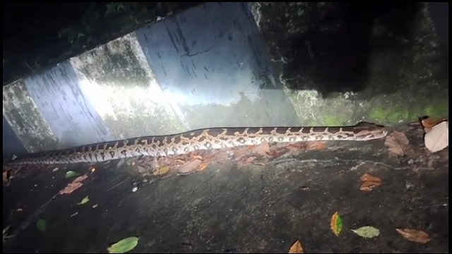 snake-1